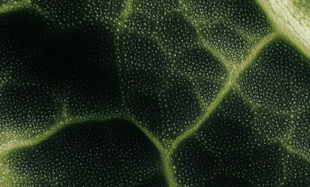 רכיבים טבעיים בלבד