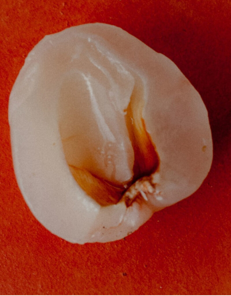 3.WHAT'S IN IT-LYCHEE FRUIT EXTRACT