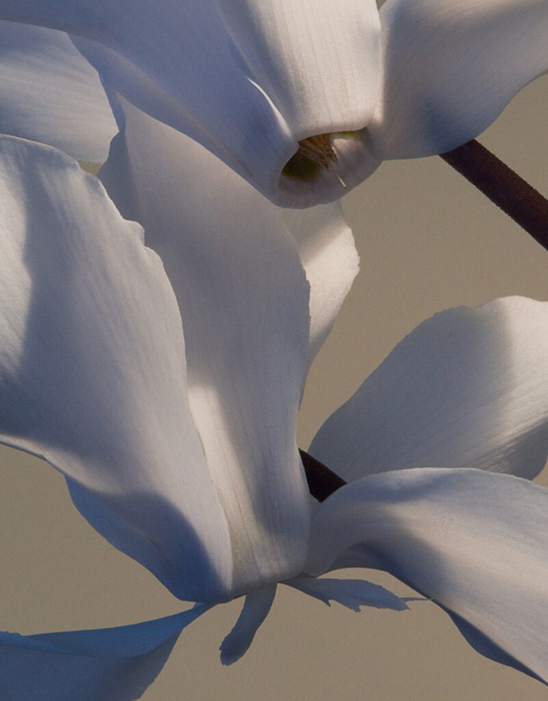 4.WHAT'S IN IT-MAGNOLIA BARK EXTRACT