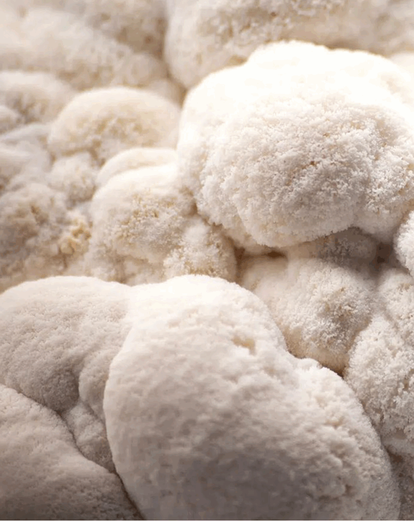 WHAT_S IN IT-lion’s mane